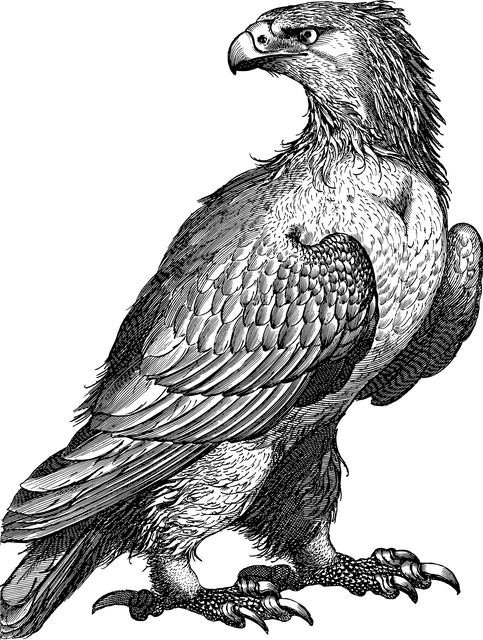 nsu