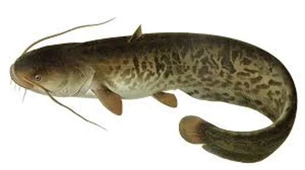 mbongo