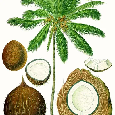 Niu
