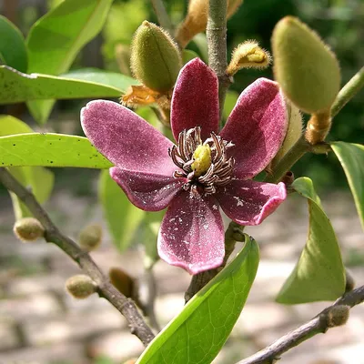 friskata