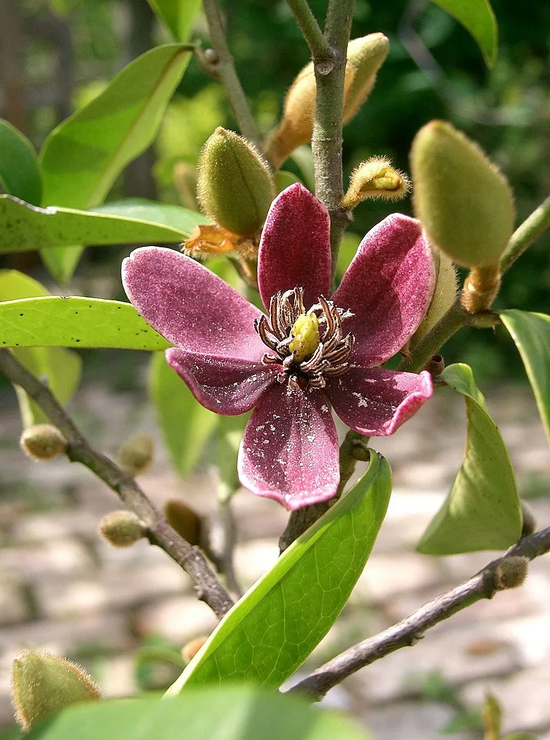 friskata