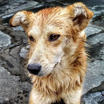 कूकरी