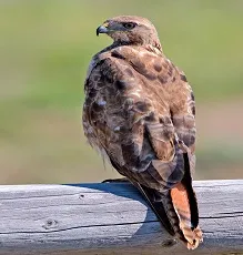 paṟānt