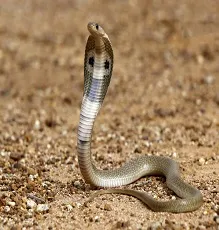 pāmp