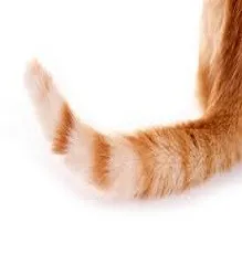 vāl