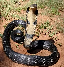 nāka pāmpu