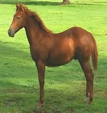 kutaṟa