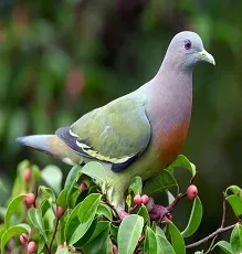 paṟāvu