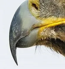kokku