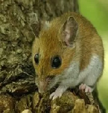 eyli