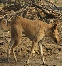 nāy