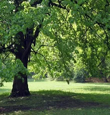 nekalu
