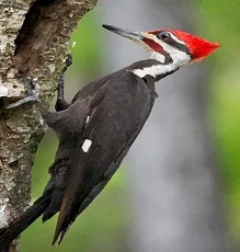 maṟaṅ kotti
