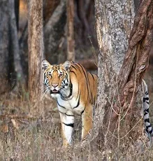 puli