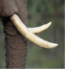 kompu