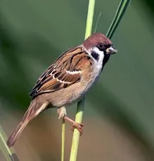 kuṛuvi