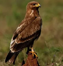 kaluku
