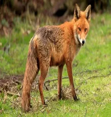 kuṟukkaṅ