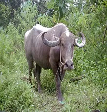 eṟuma