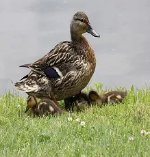 taravu