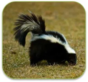 tzuẍ