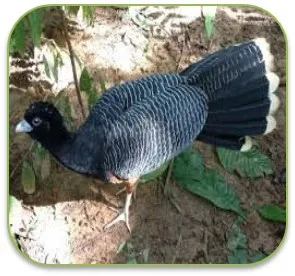 paẍa