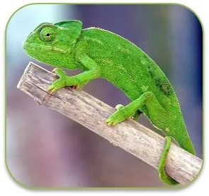 ẍpixmatx