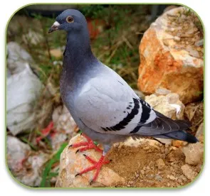 chinjyom