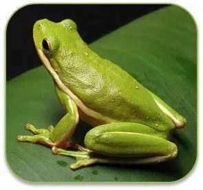 ẍal
