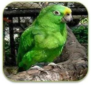 knol