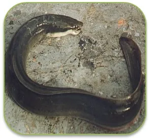 kankyiẍ