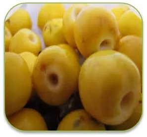 chapal