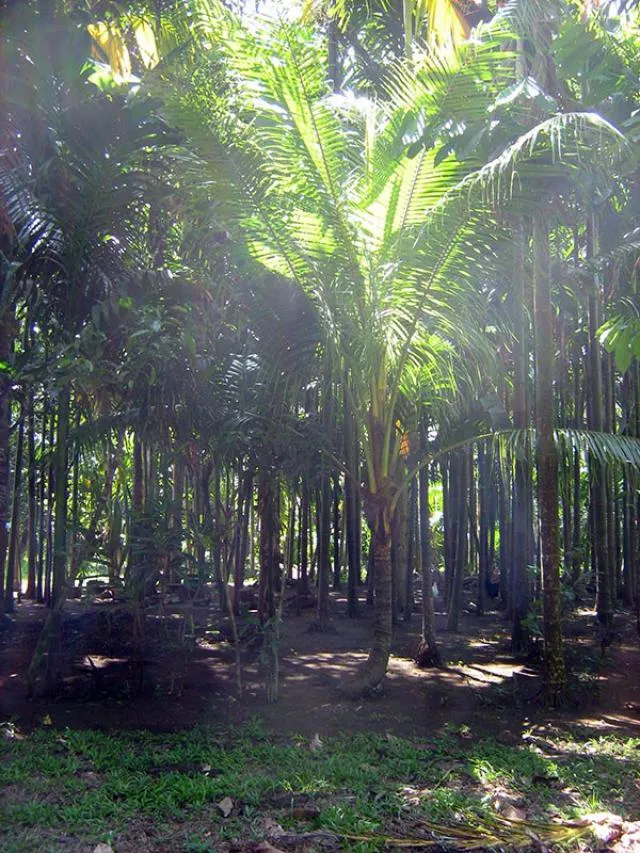 garang kasik