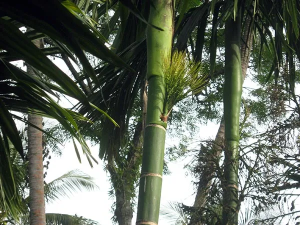 mariu sadaro