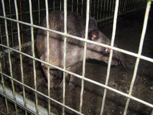 makusik