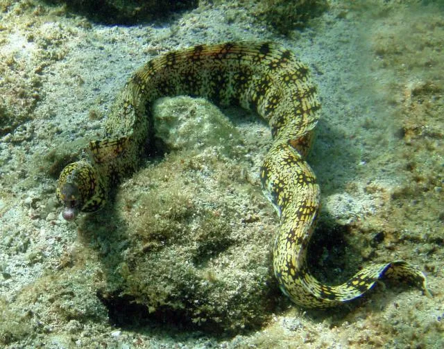 id
