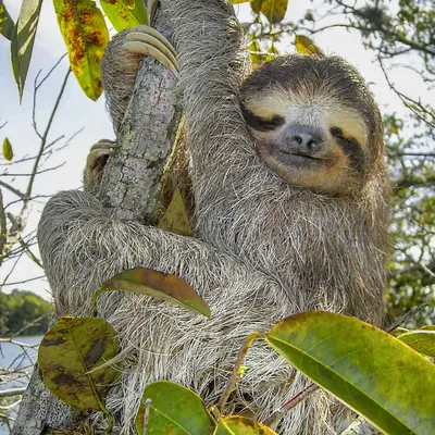 no:nopa