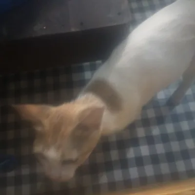 pusa