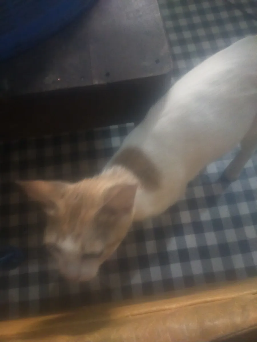 pusa