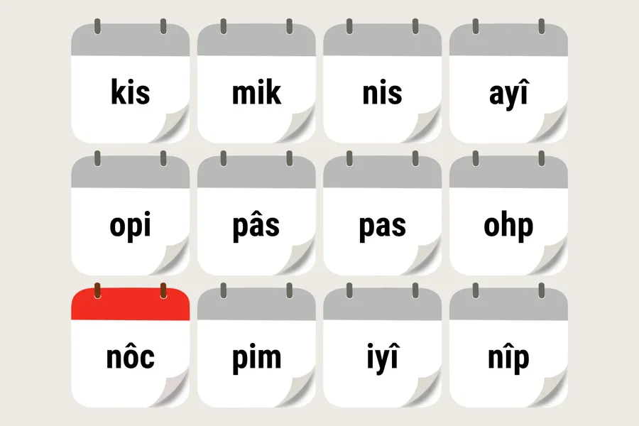 nôcihitôwipîsim