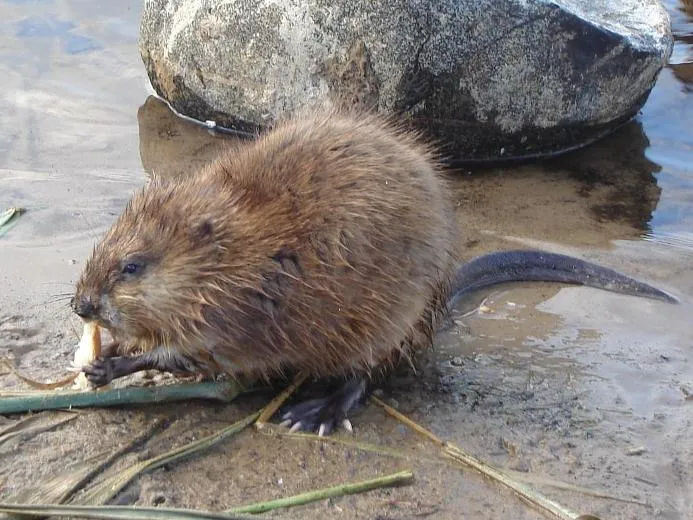 wacaskos
