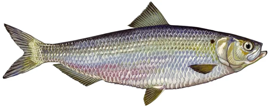 kinosêw