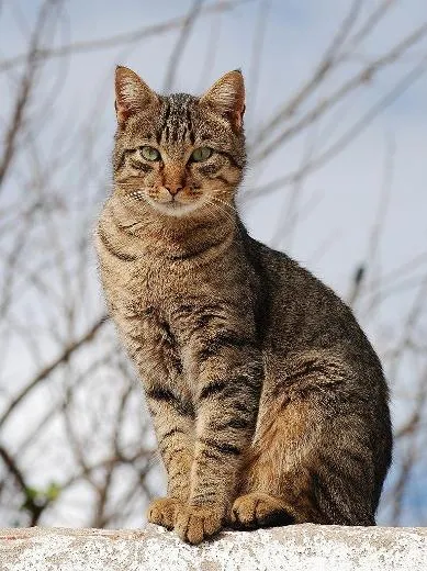 minôs