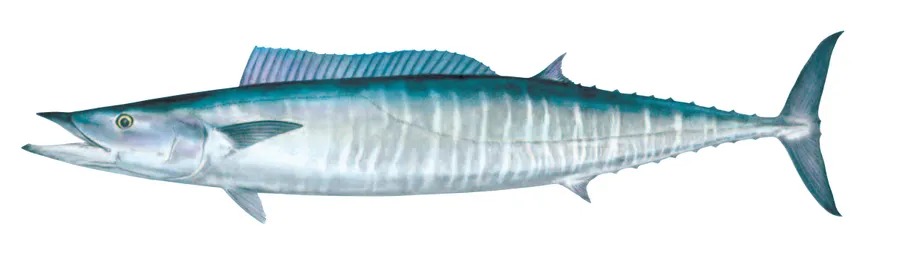 daodao