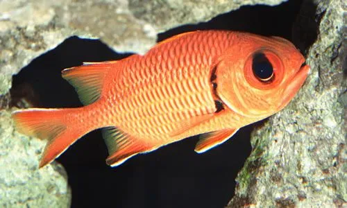 malau