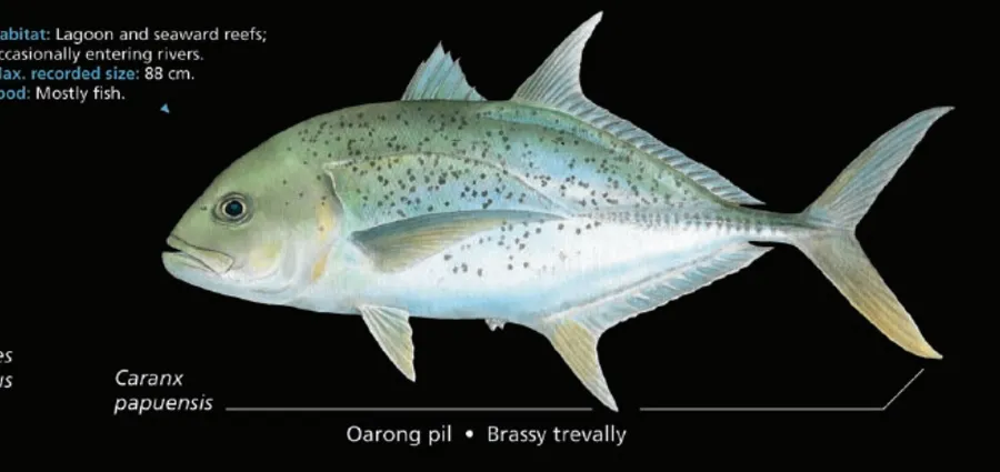 duulua