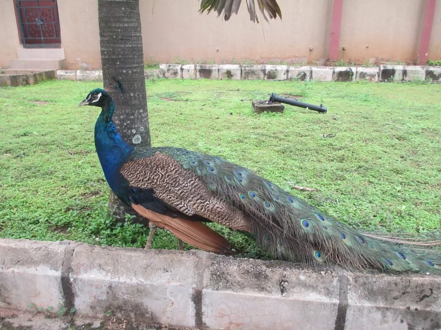 ẹyẹ