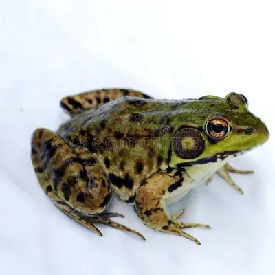 àkèré
