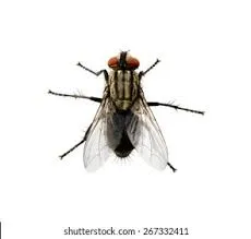 nsughídọ̀n