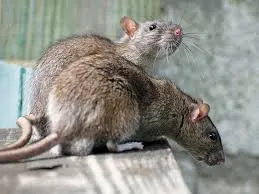 ókú